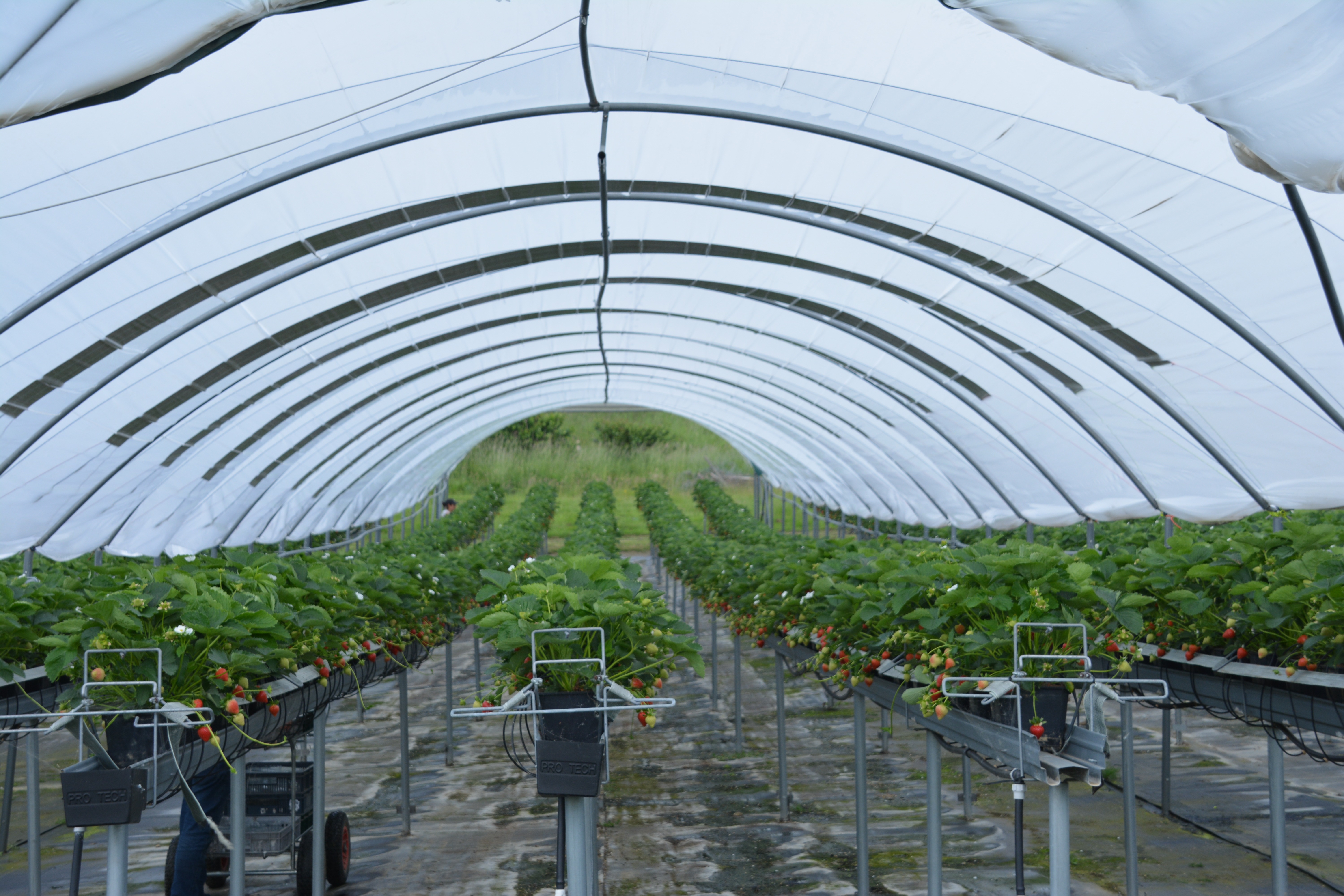 Solar PV Greenhouses